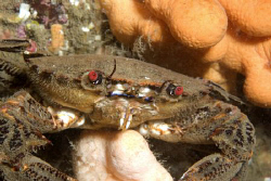 Velvet Swimming Crab Farne Islands - Nikon D80 in Ikelite... by Alan Fryer 
